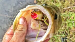 How to Maximize Your Bass Catch Using Frog Baits-karibouusa.com